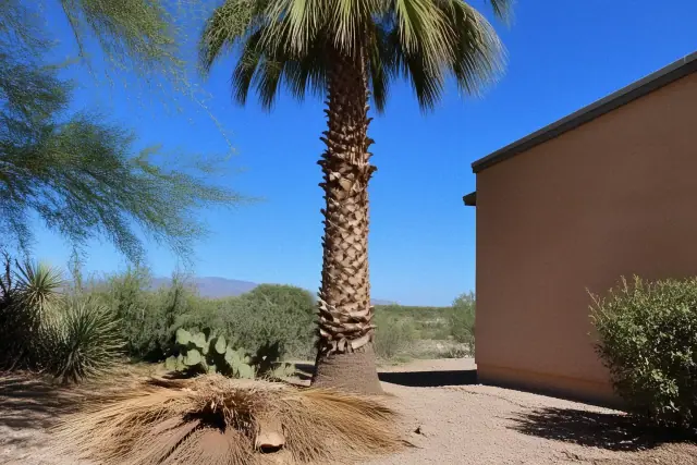 A palm tree trunk after professional pruning with discarded fronds at the base in a Tucson, AZ desert landscape.