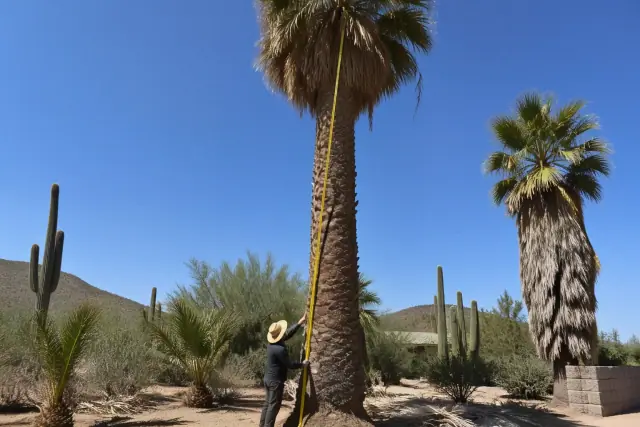 Measuring tape against a palm tree trunk to measure its height in a Tucson, AZ desert landscape.