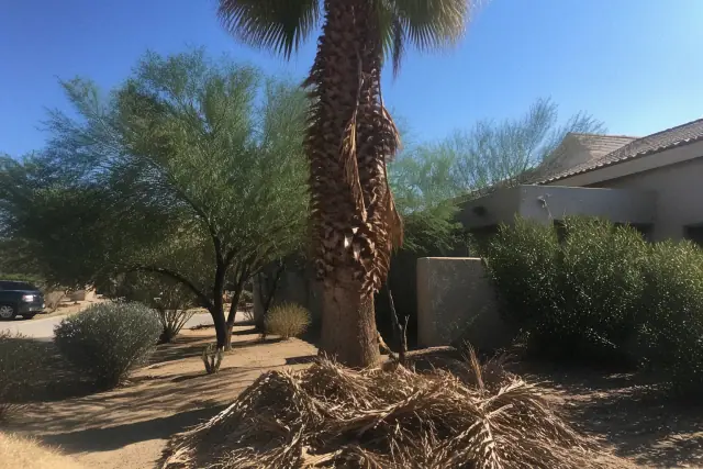 Tall palm tree with dead fronds being trimmed in a Sonoran desert landscape in Tucson, AZ.