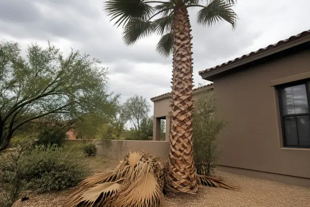 A professional palm tree trimming project at a residential home in Sahuarita, AZ.