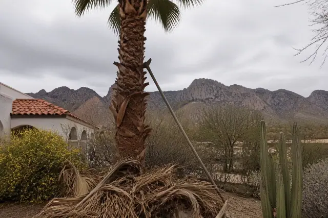 A tall palm tree being trimmed of dead fronds with debris at the base in Tanque Verde, AZ.