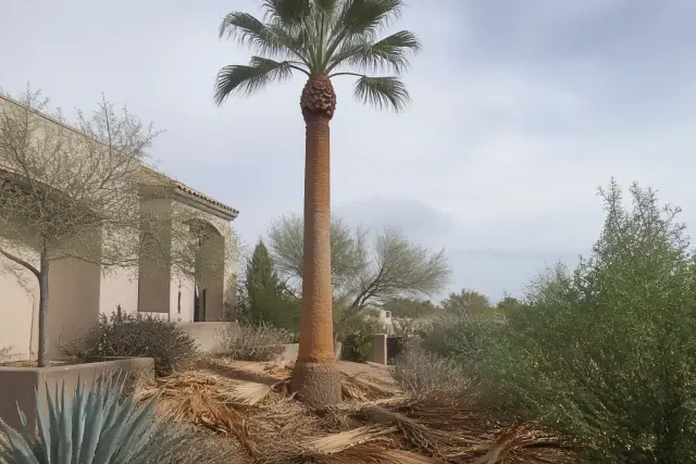 A worker removing dead fronds from a tall palm tree at a residence in Tucson, AZ with debris on the ground.
