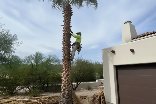 A contractor trimming dead fronds from a tall palm tree in a residential yard in Flowing Wells, AZ.