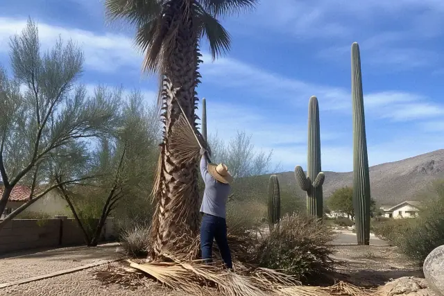 Worker trimming dead fronds from a palm tree with a pile of cuttings on the ground in Oro Valley, AZ.