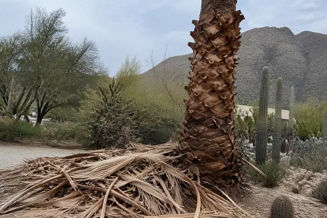A pile of trimmed palm fronds at the base of a tall tree with mountain views in Catalina Foothills, AZ.