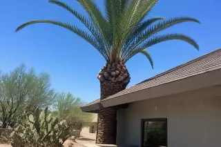 Cleanly pruned palm frond stubs near a stucco home roofline with prickly pear cactus in Tucson, AZ.