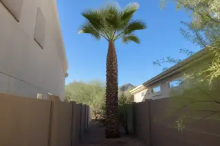 Neatly pruned palm tree in a narrow residential side yard with desert landscaping in Tucson, AZ.