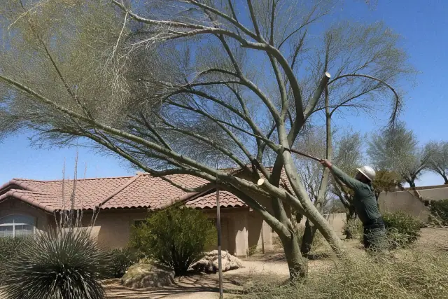 Palo Verde tree canopy balancing and pruning in Tucson, AZ, showing selective limb removal for tree health.