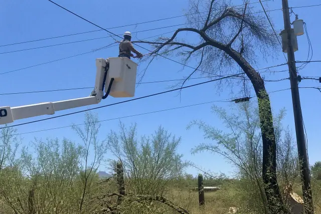 Tree branches tangled in power lines above Sonoran desert plants at a job site in Tucson, AZ.