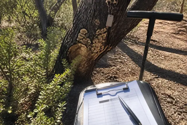 Arborist inspecting trunk decay and soil health for a tree care plan in Tucson, AZ.