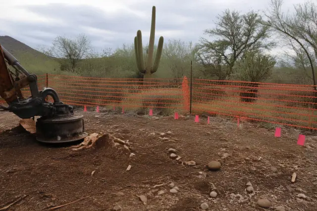 Heavy machinery grinding a tree stump into mulch near protected cacti in Tucson, AZ.