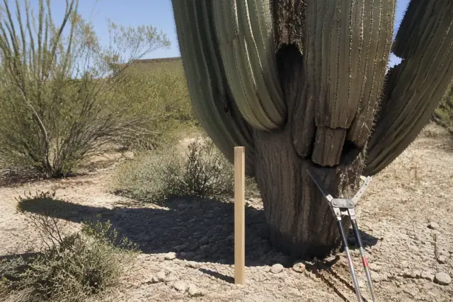 Technician examining trunk decay on a tree in a Tucson, AZ yard with a Saguaro cactus and desert landscaping nearby.
