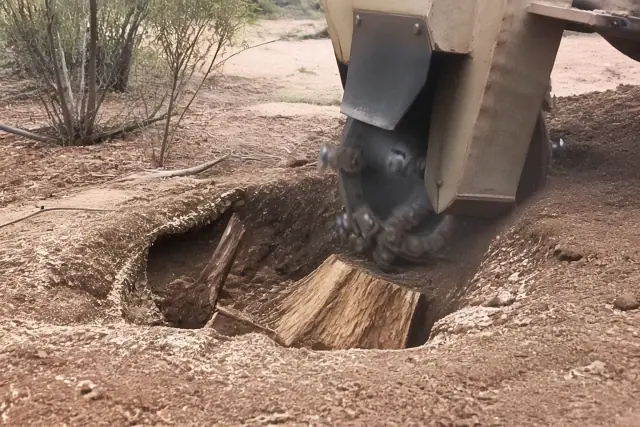 Stump grinder teeth removing a large tree root from dry desert soil at a job site in Tucson, AZ.