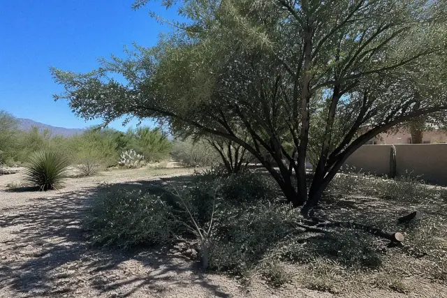 Precision pruning on lower tree branches to restore canopy health in Tucson, AZ.