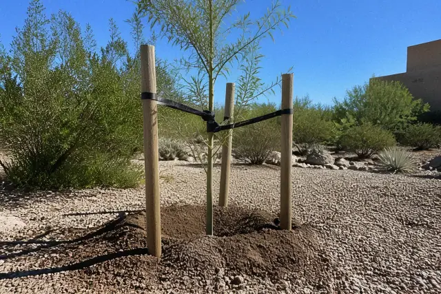 Young tree with three wooden support stakes and rubber ties in a desert landscape in Tucson, AZ.
