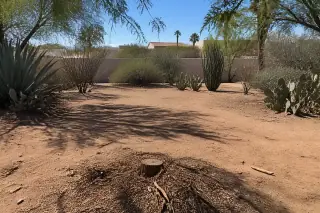 Cleared area with mulch from a stump and desert cacti in a Tucson, AZ yard after storm cleanup.