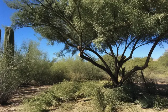Structural pruning on a tree crown in Tucson, AZ with precision cuts to lower branches and desert vegetation.