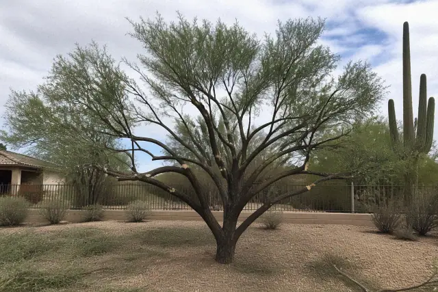 A young tree in Tucson, AZ showing structural pruning cuts with desert soil and a saguaro cactus in the background.