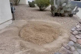 Raked wood chips covering a ground-out stump site near a stucco home and prickly pear cactus in Tucson, AZ.