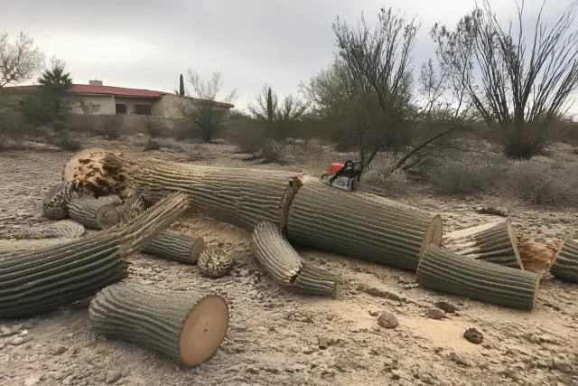 A large downed saguaro cactus being cut into logs at a desert property in Tucson, AZ.