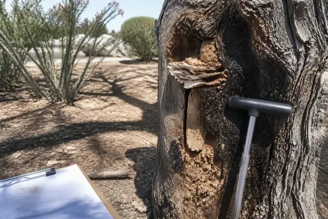 Tree bark with fungal rot and beetle holes next to a soil probe during an arborist inspection in Tucson, AZ.