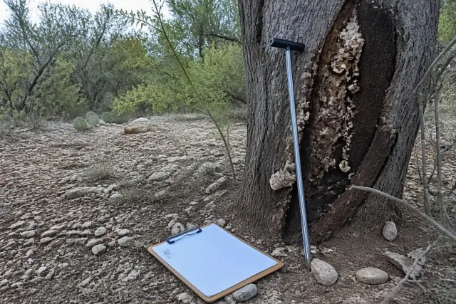 Arborist inspecting tree trunk decay and fungal growth with a soil probe in Green Valley, AZ.