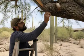Arborist on a ladder inspecting fungal growth on a tree branch in a desert yard in Tucson, AZ.