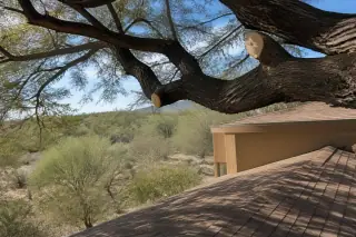 Precise pruning cuts on overhanging tree branches above a stucco house roofline in Tucson, AZ.