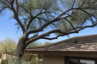 Cleanly pruned tree branches overhanging a stucco house roof in a Tucson, AZ yard.