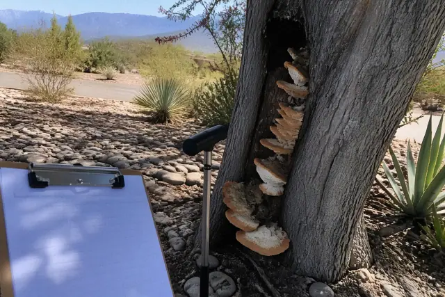Arborist inspecting tree trunk decay and fungal growth in a Tucson, AZ xeriscaped landscape.