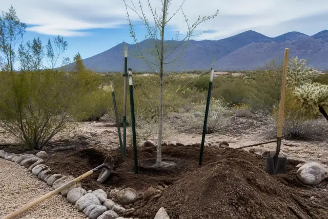 Newly planted young tree with irrigation stakes in a Tanque Verde, AZ landscape with the Santa Catalina Mountains behind.