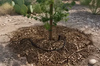 Young sapling planted in a mulched pit with an irrigation emitter in a Tucson, AZ yard.