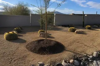 Young sapling planted in a mulched pit with barrel cacti and granite ground cover in a Tucson, AZ yard.