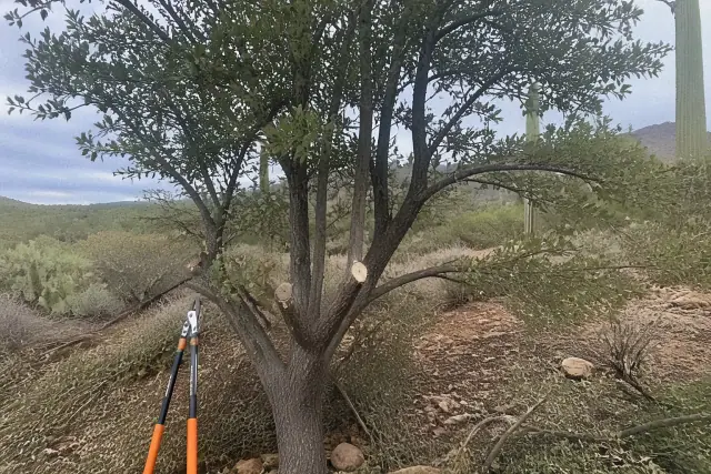 Pruning shears and fresh cuts on a tree canopy in the Sonoran desert landscape of Catalina, AZ.