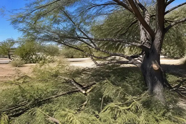 Precision canopy pruning on a dense tree in the Sonoran desert of Marana, AZ.