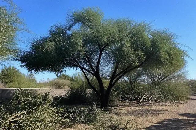 Canopy shape pruning on a tree with Sonoran desert vegetation in Tucson, AZ under harsh midday sunlight.