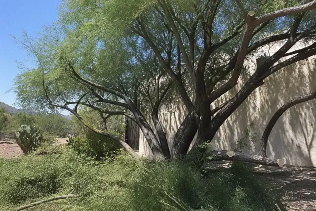 Precision pruning of a dense tree crown in a Sonoran desert landscape in Casas Adobes, AZ.