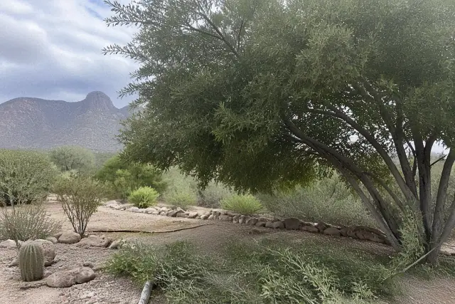 A worker performing canopy pruning on a tree with a mountain view in the background in Green Valley, AZ.