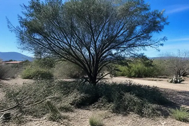 Precision canopy pruning on a tree in the Sonoran desert landscape of Sahuarita, AZ.