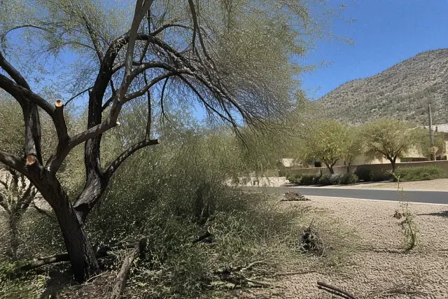 Contractor performing precision tree pruning in the Sonoran Desert foothills of Oro Valley, AZ.