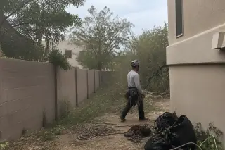 Professional inspecting raked wood chips and a pruned canopy in a narrow Tucson, AZ side yard.