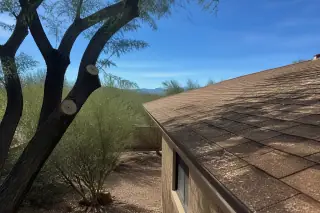 Clean branch cuts on a tree canopy over a shingled roof with wood dust in a Tucson, AZ yard.