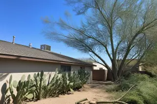 Shingled roof with cleared overhanging branches and prickly pear cactus in a sunny Tucson, AZ residential yard.