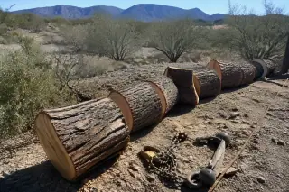 Segmented hardwood logs on a desert floor with mountain views in Tucson, AZ.
