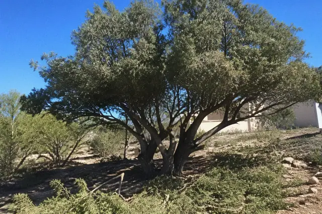 An arborist performing precision pruning on a tree crown in the rugged desert landscape of Catalina, AZ.