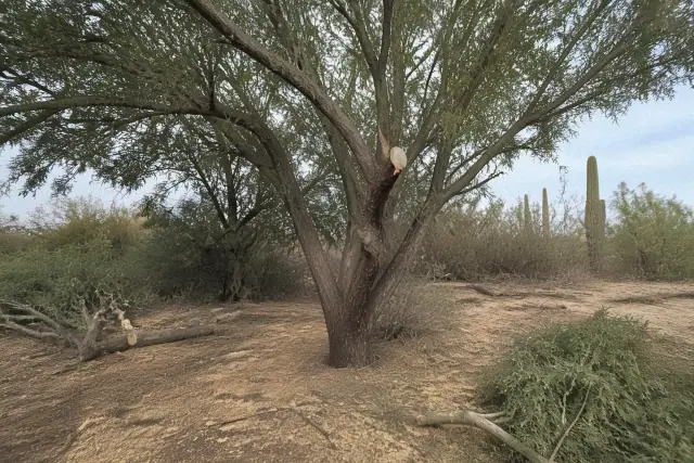 Precision canopy pruning on a tree with a pole saw in a Sonoran desert landscape in Tanque Verde, AZ.