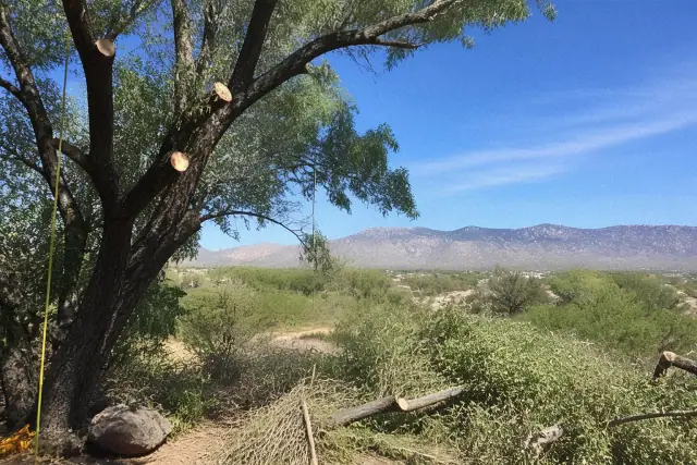 Arborist performing structural canopy pruning on a mature tree in Vail, AZ.