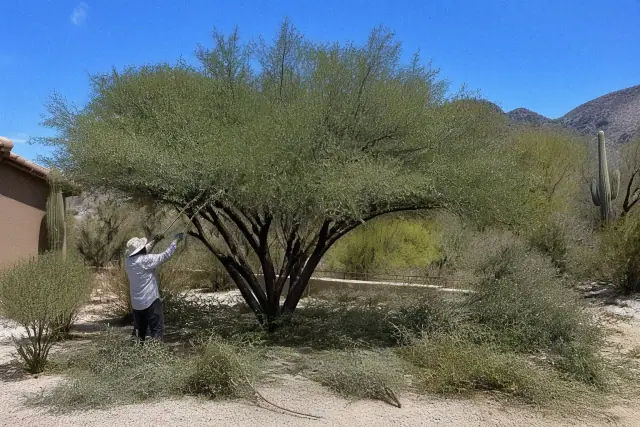 Arborist performing precision tree canopy pruning in the Sonoran Desert foothills of Oro Valley, AZ.
