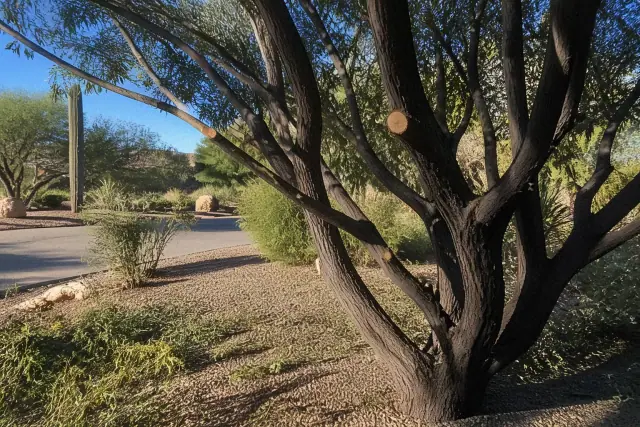 Close-up of precise pruning cuts on a dense tree canopy in Green Valley, AZ, with desert landscaping in the background.