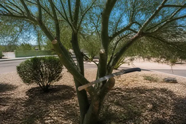 Precision pruning of a desert tree with a saw resting on a branch at a jobsite in Sahuarita, AZ.